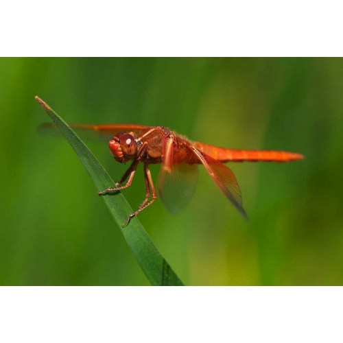 CA, San Diego, Mission Trails Park Dragonfly
